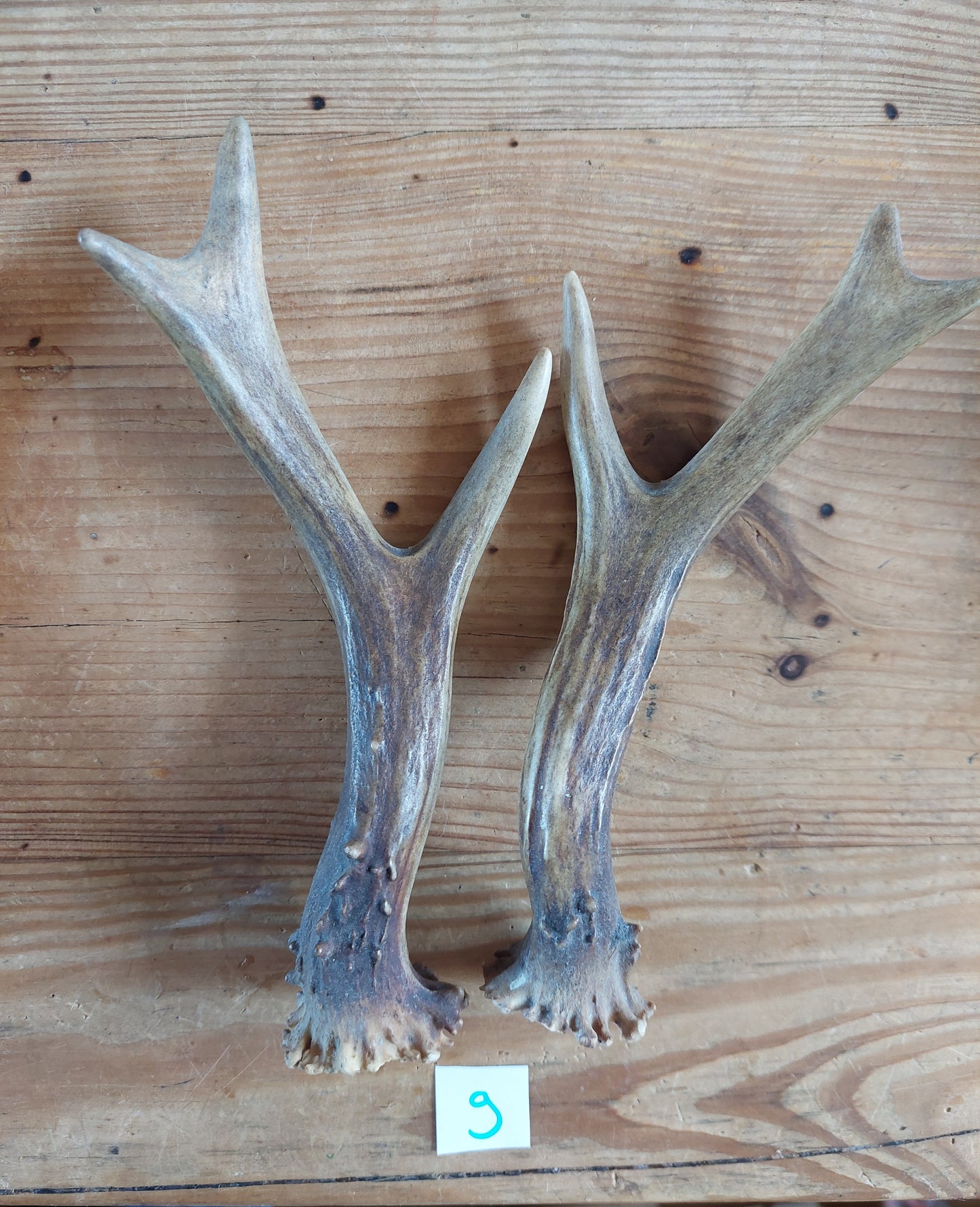 Roe deer antlers, set of two