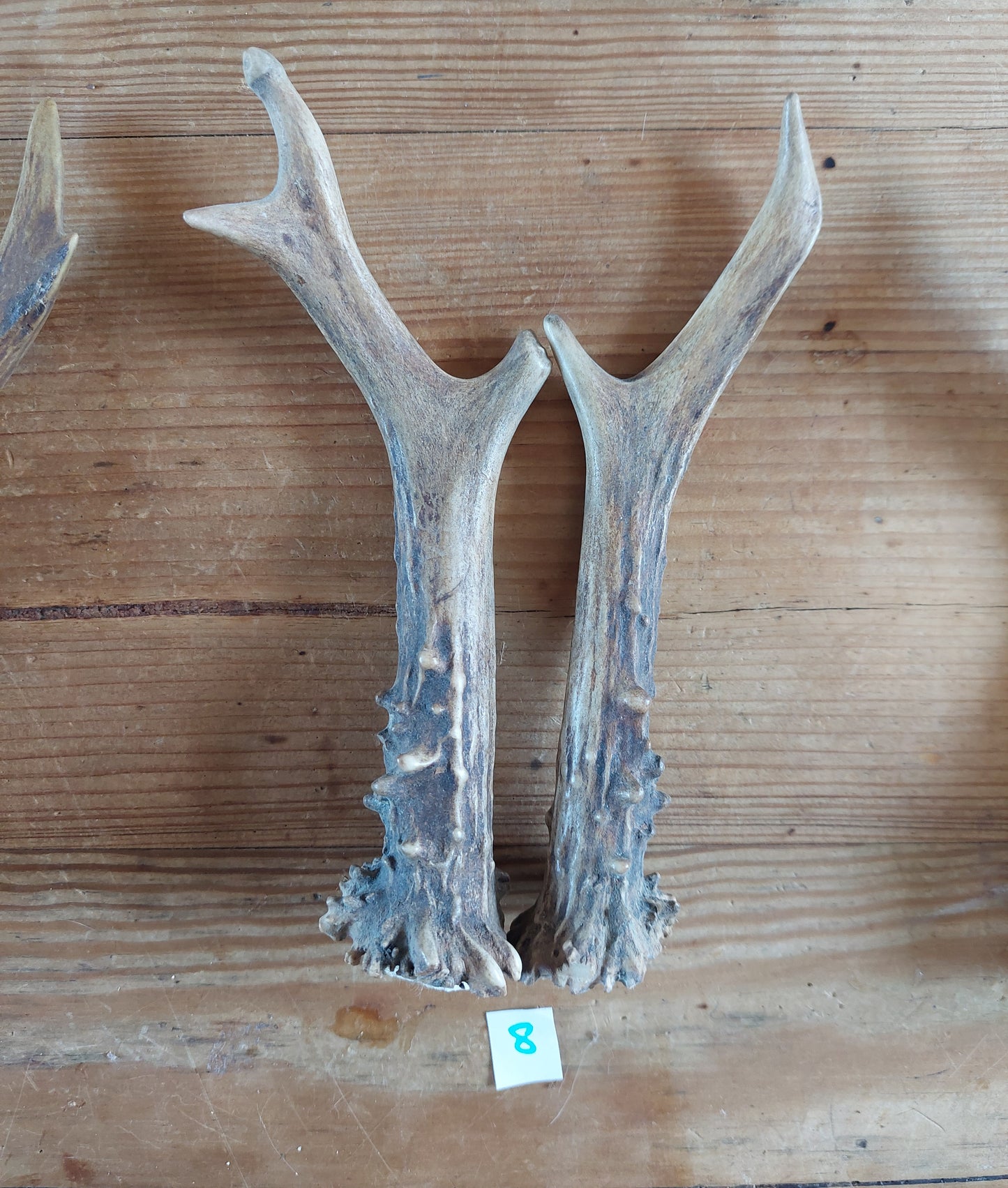 Roe deer antlers, set of two