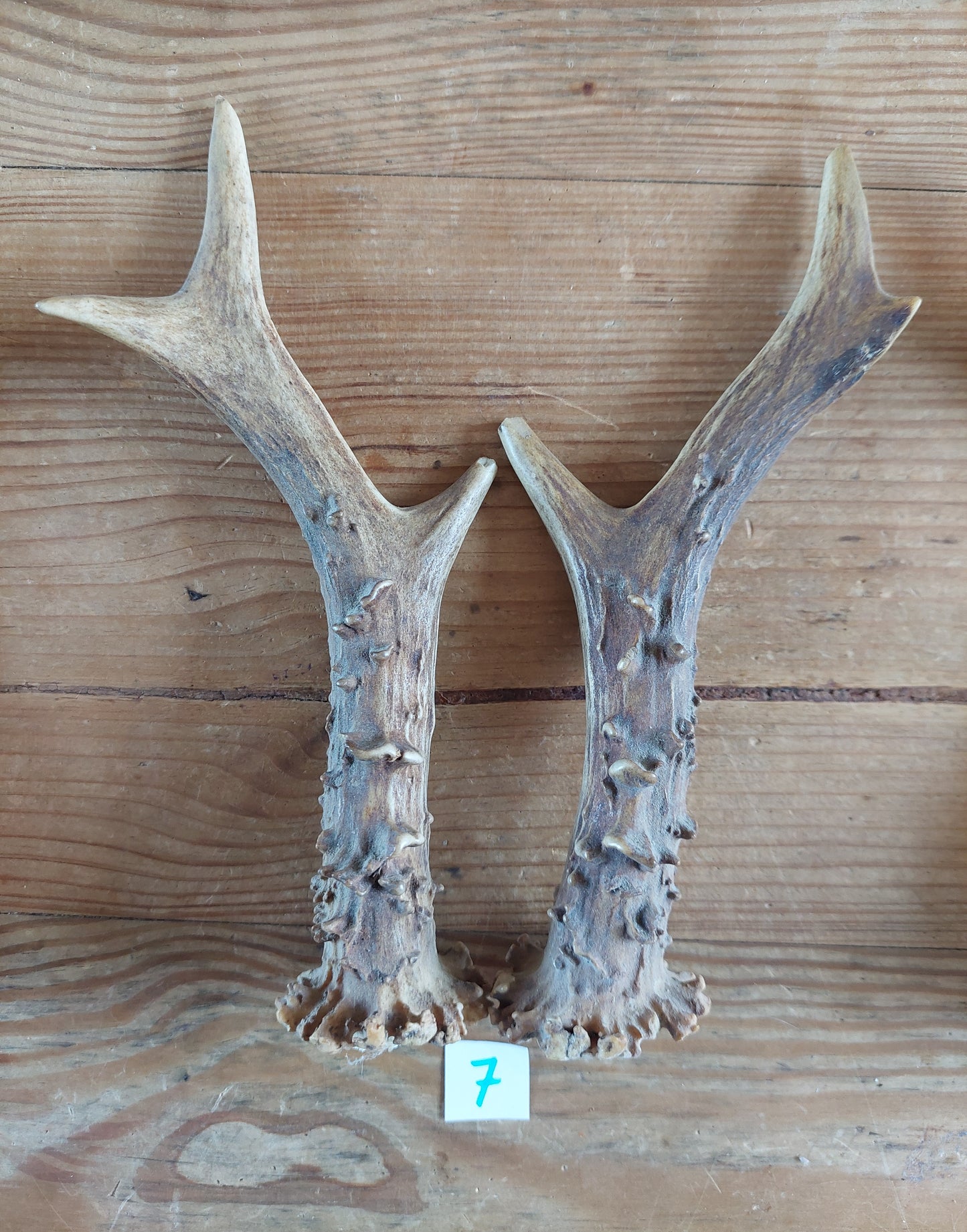 Roe deer antlers, set of two