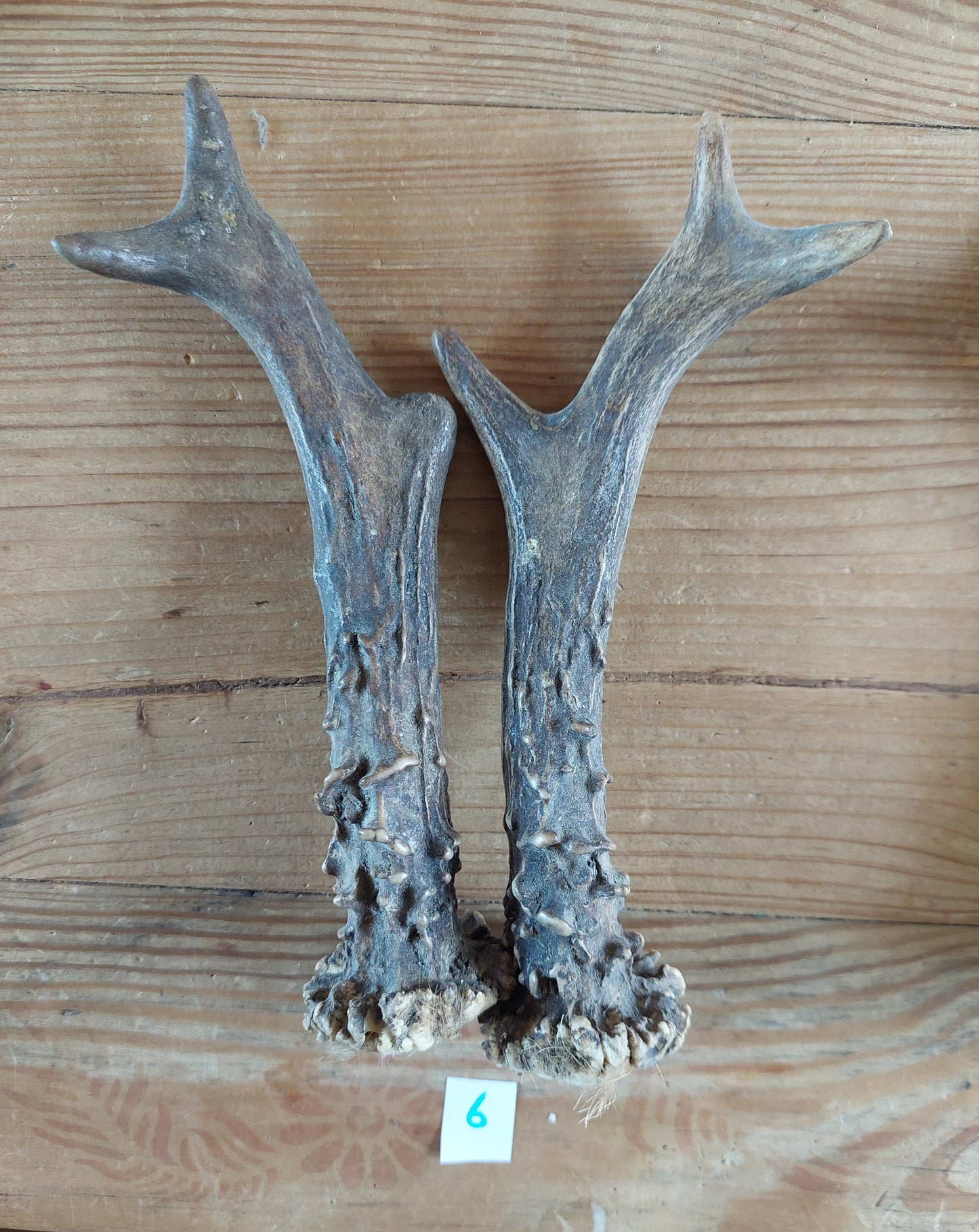 Roe deer antlers, set of two