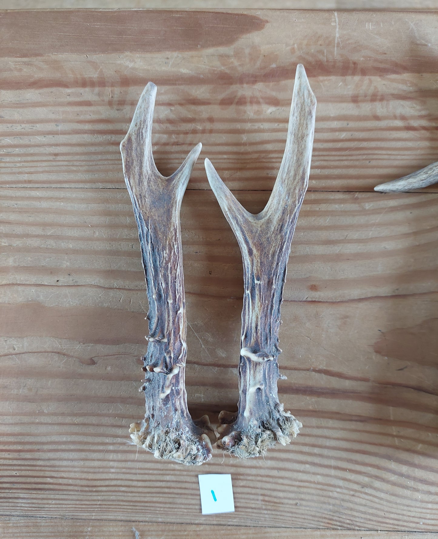 Roe deer antlers, set of two