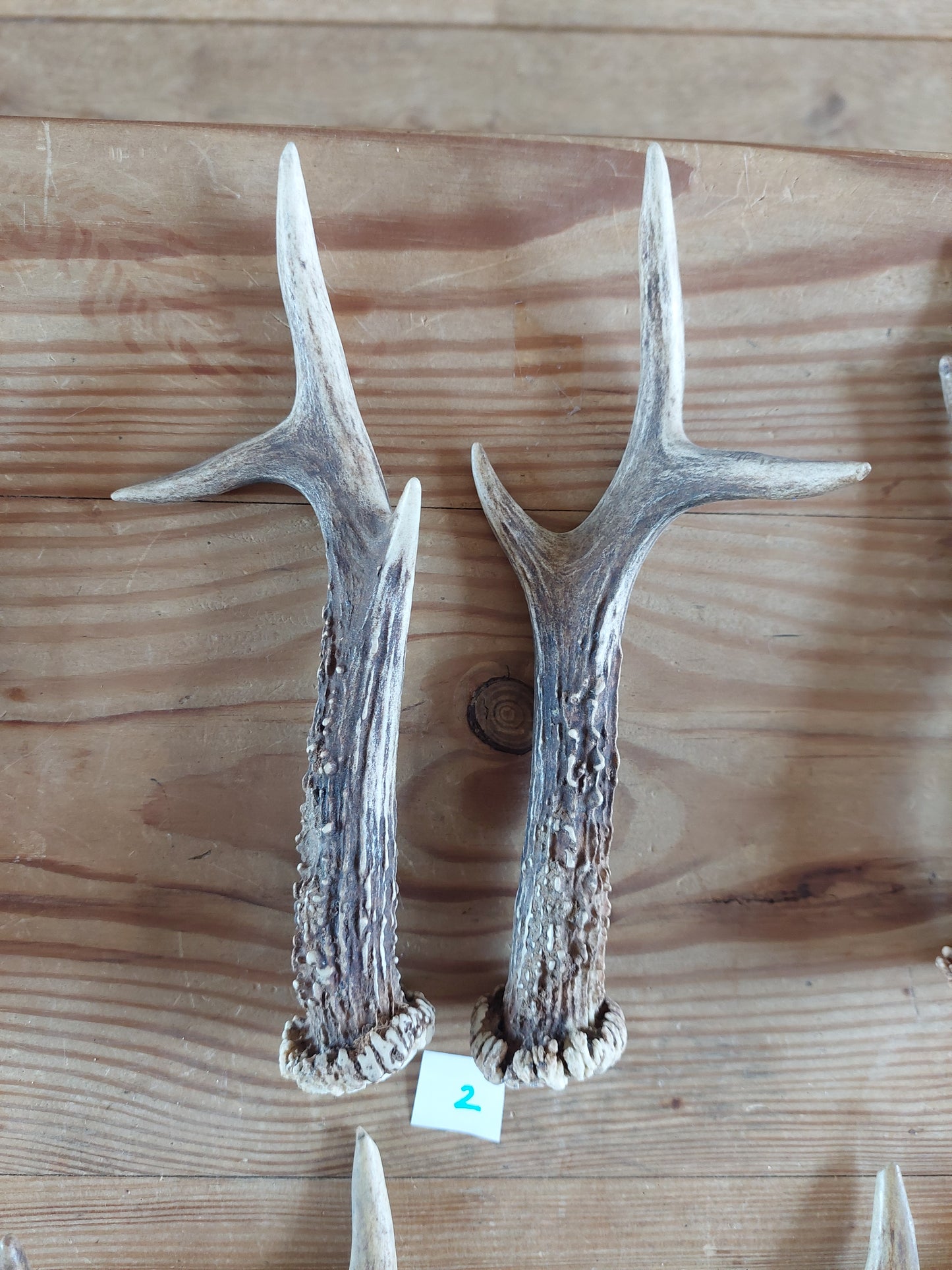 Roe deer antlers, set of two