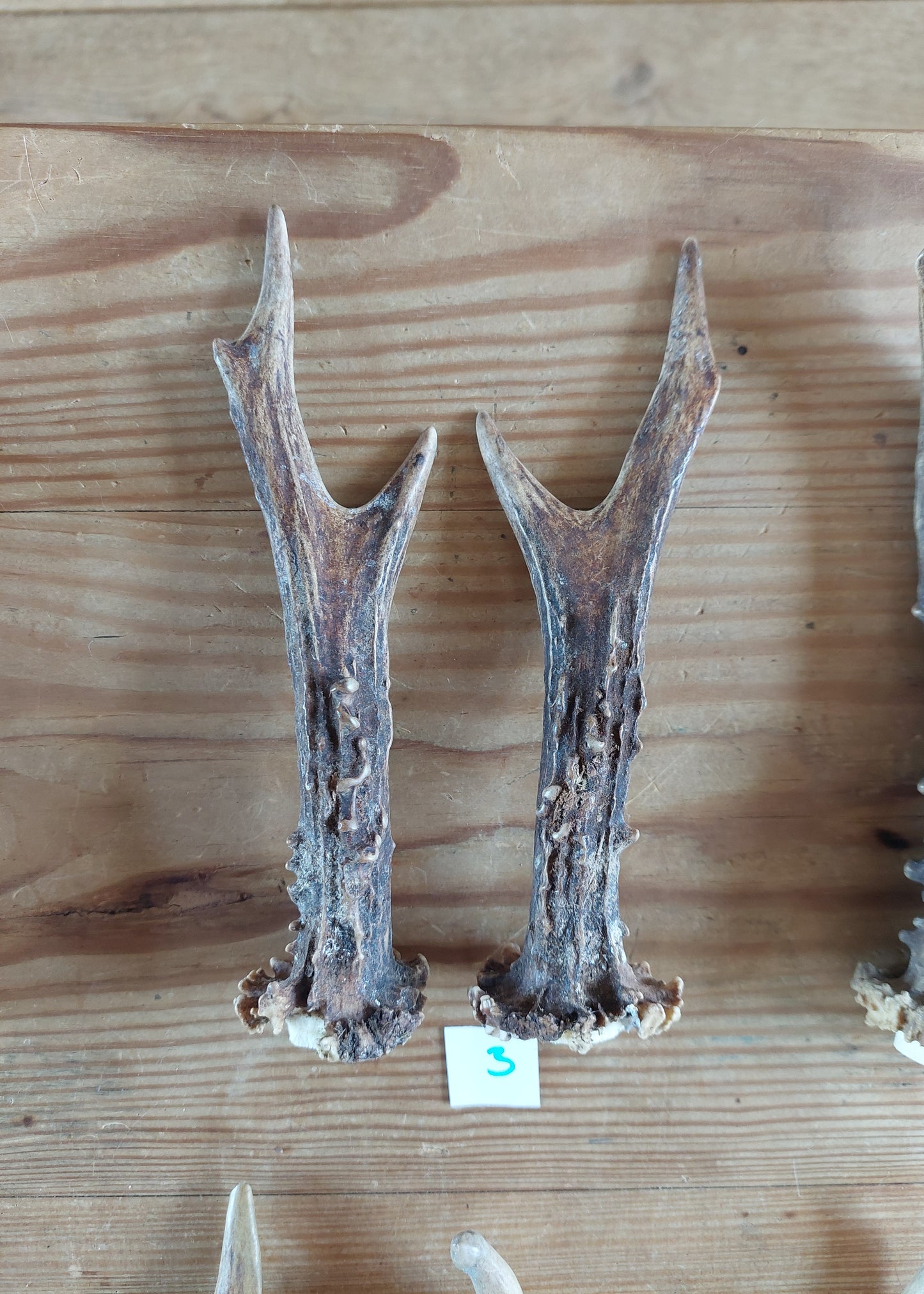 Roe deer antlers, set of two