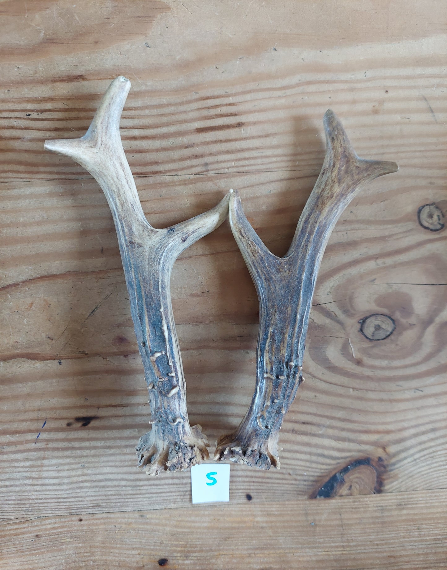 Roe deer antlers, set of two