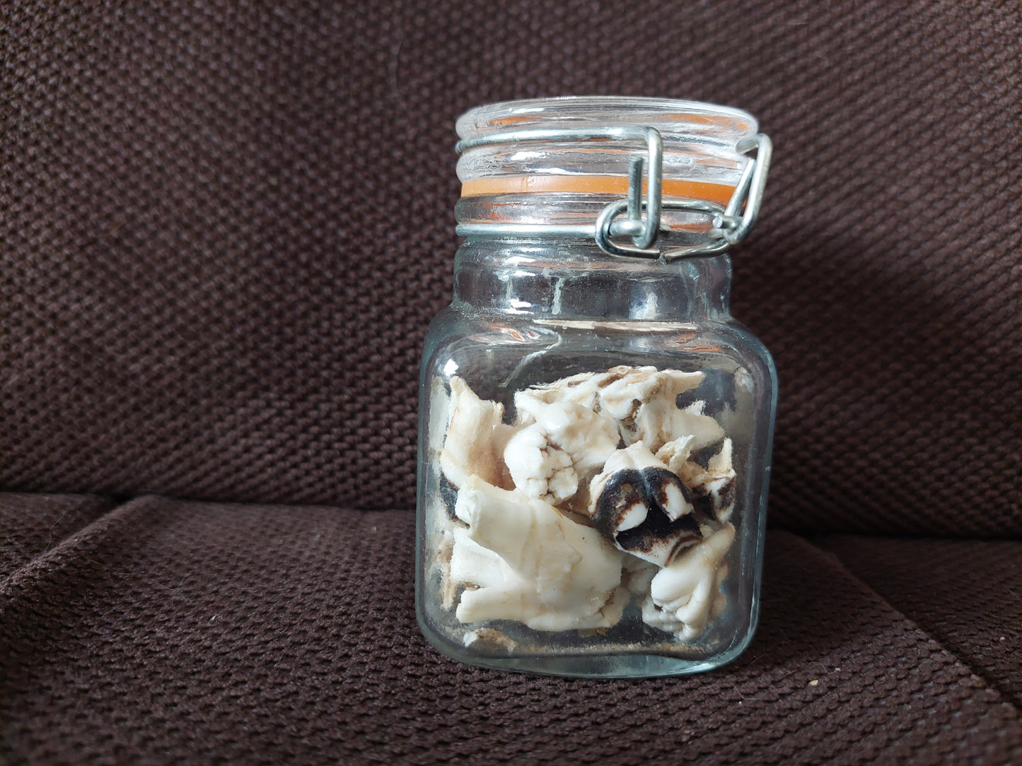 Roe deer teeth in glass jar