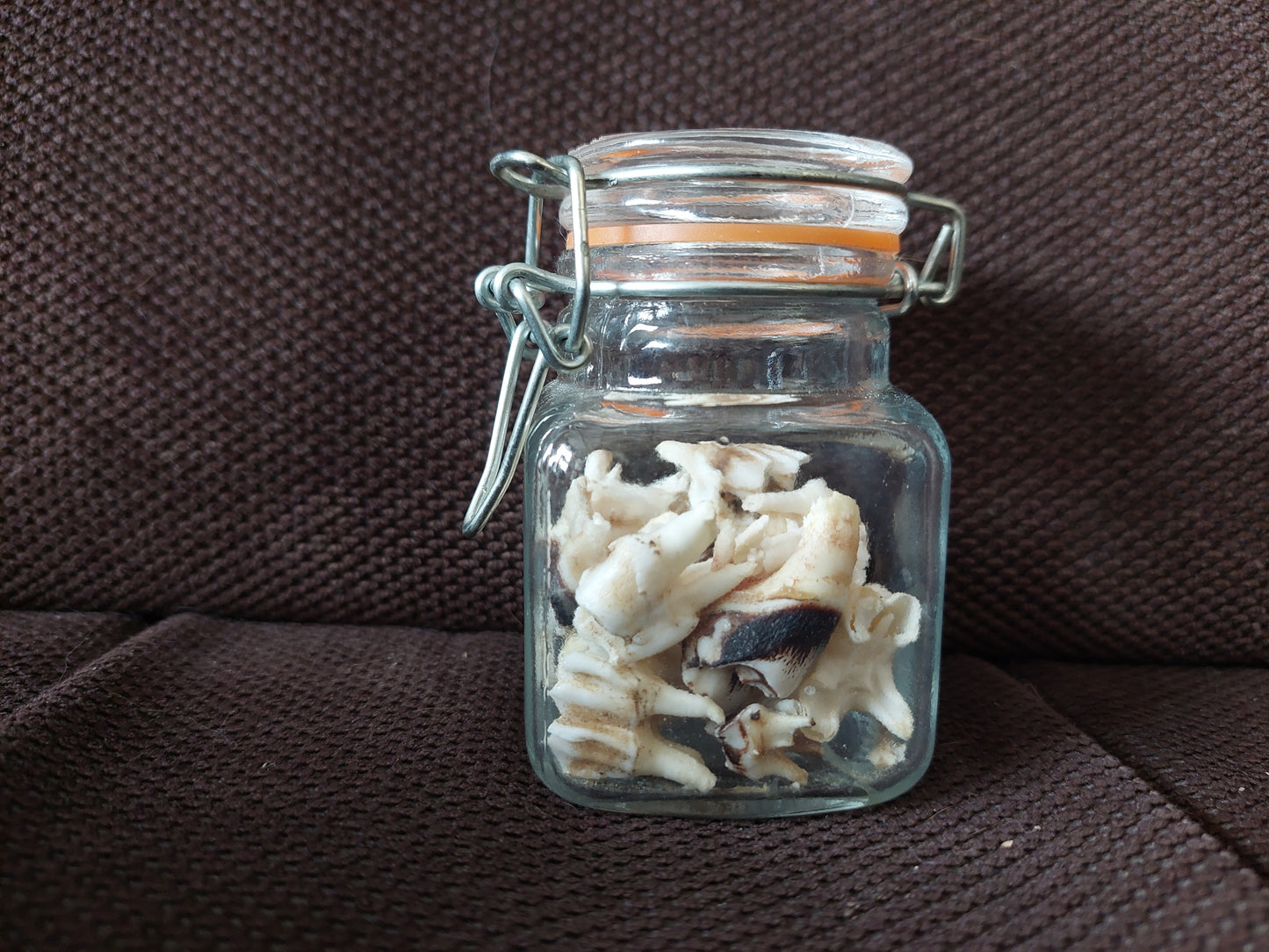 Roe deer teeth in glass jar