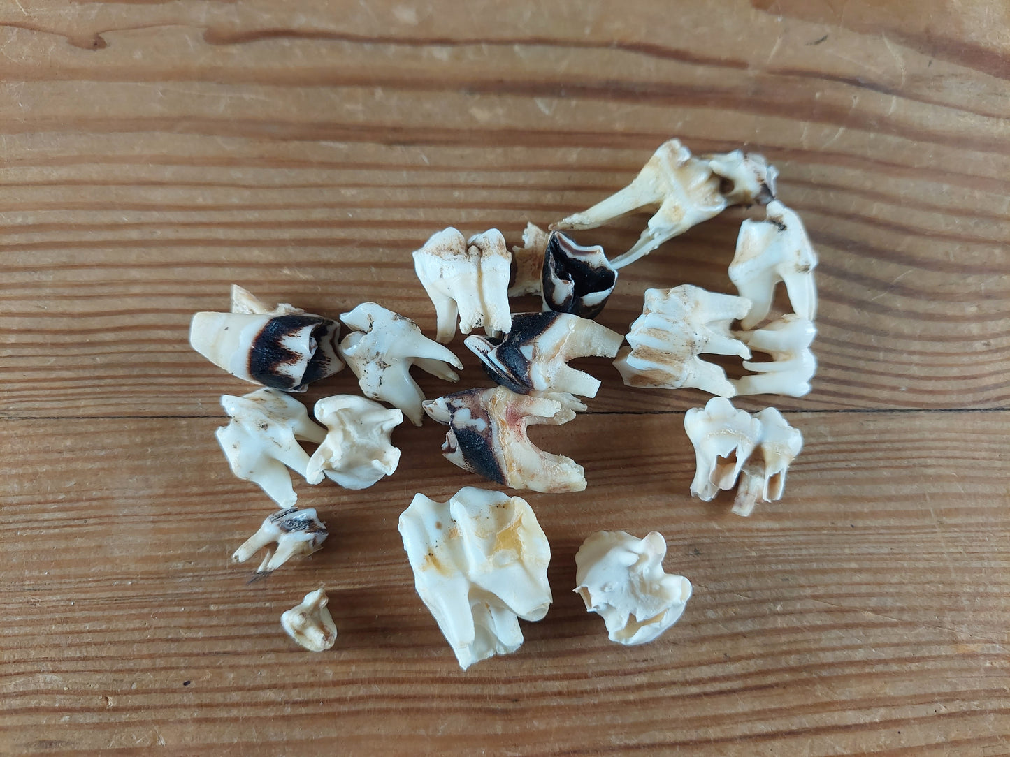 Roe deer teeth in glass jar