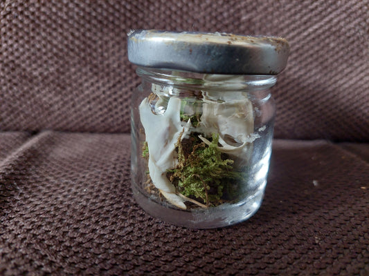 Rat skull, B-quality, in glass jar