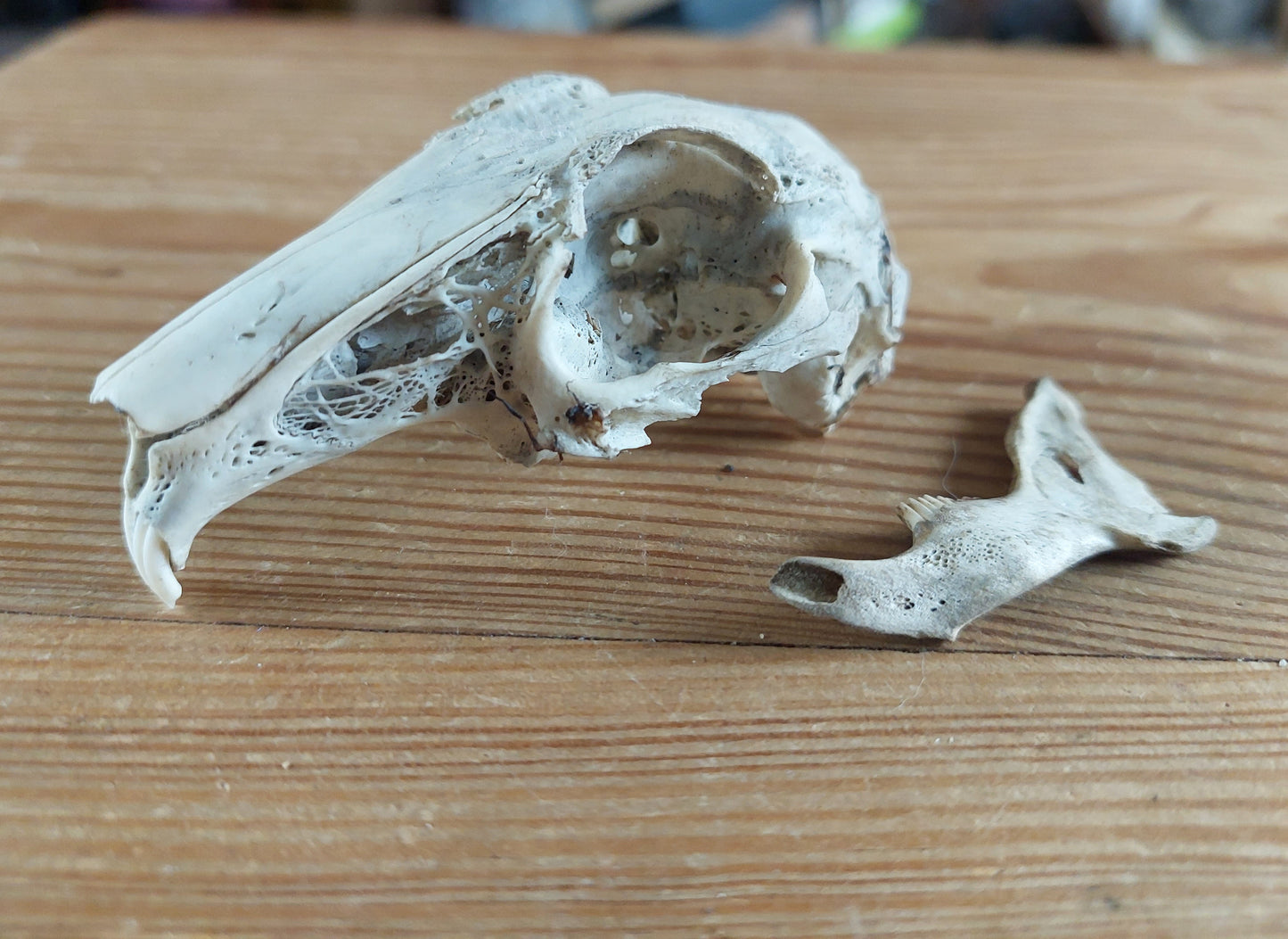 Rabbit skull, B-quality