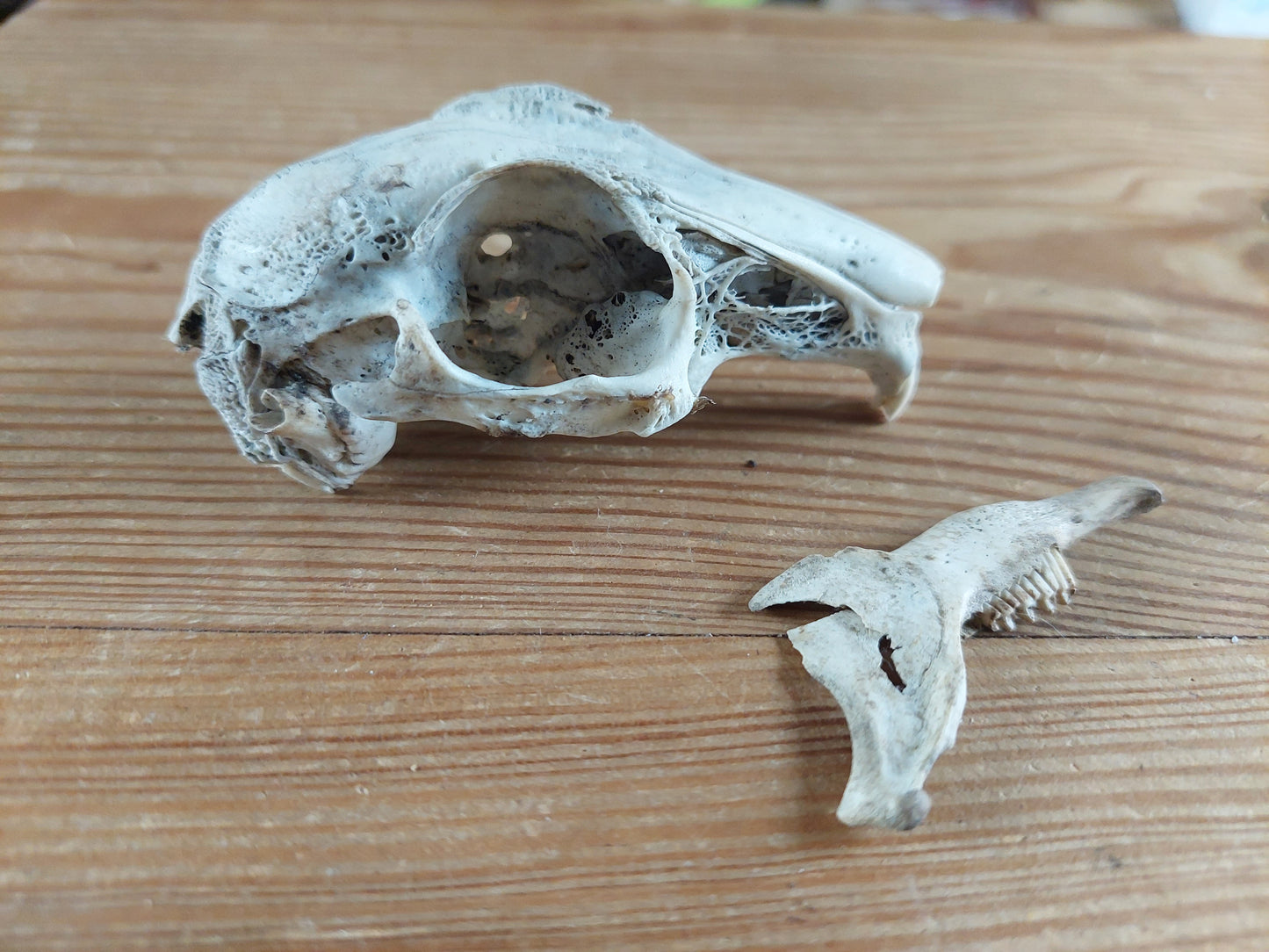 Rabbit skull, B-quality