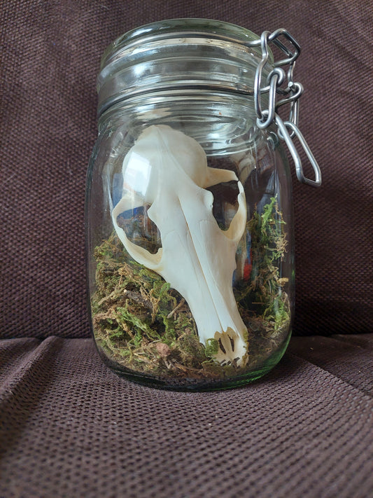 Fox upper skull #3