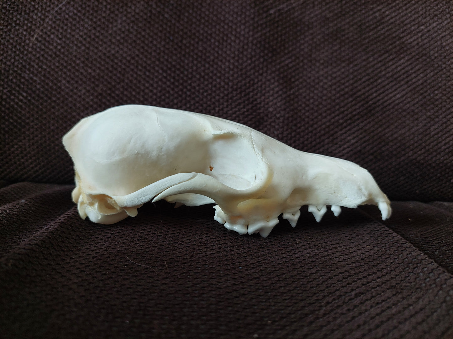 Fox upper skull #3