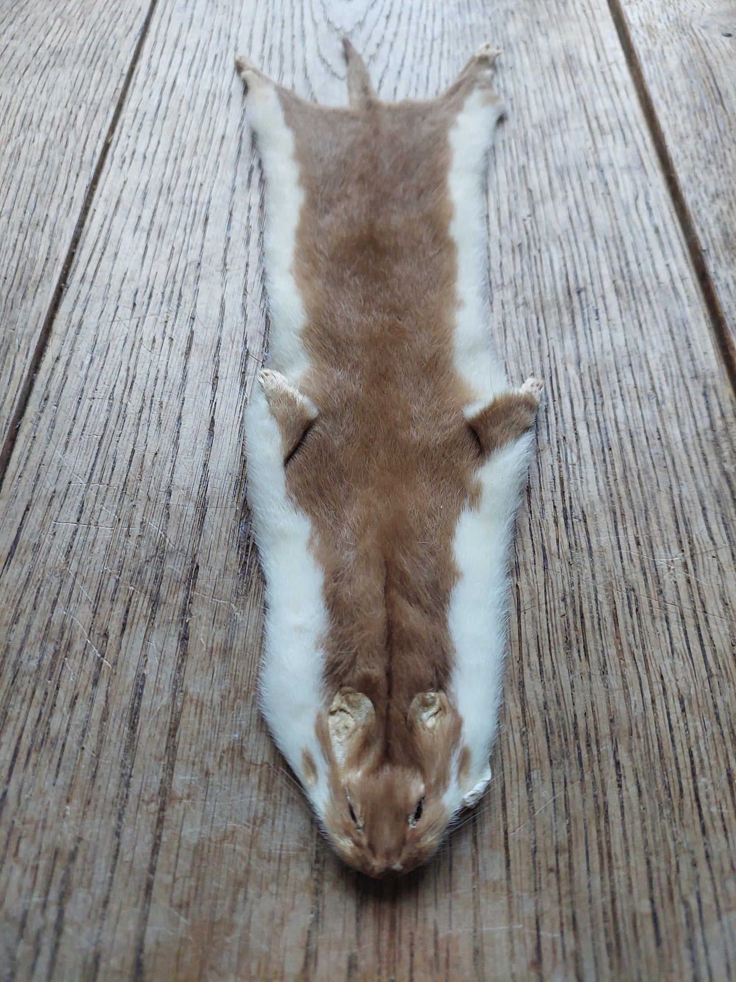 Weasel hide