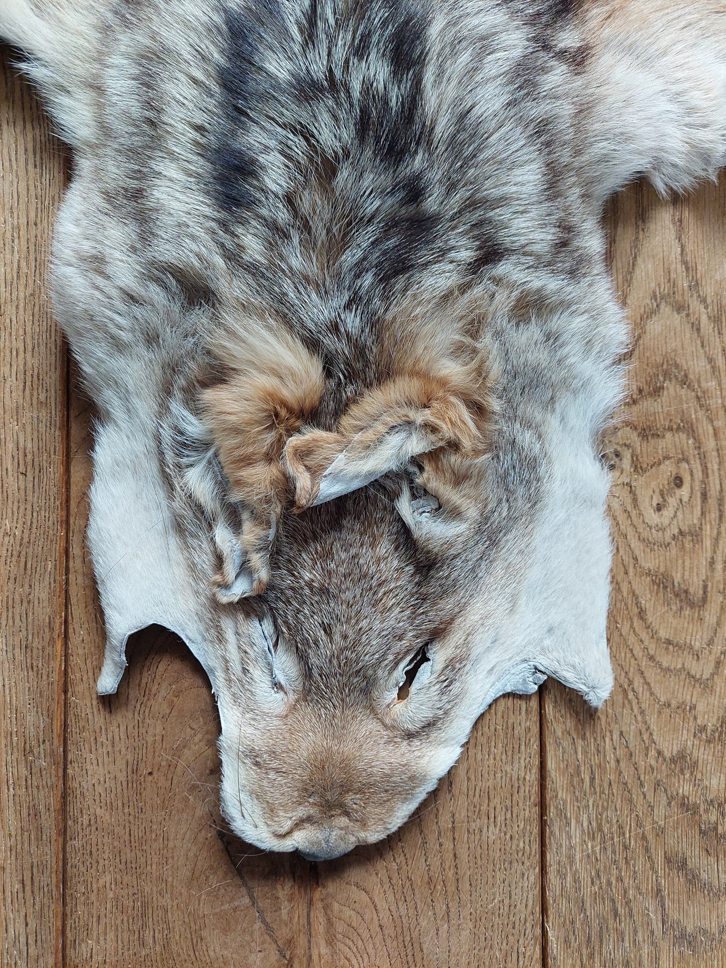 Black-backed jackal hide #1