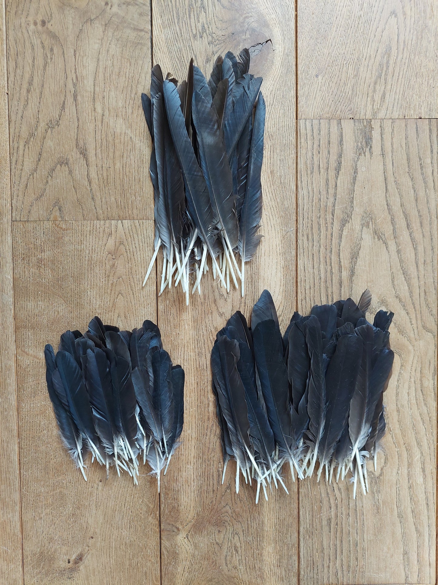 Crow feathers