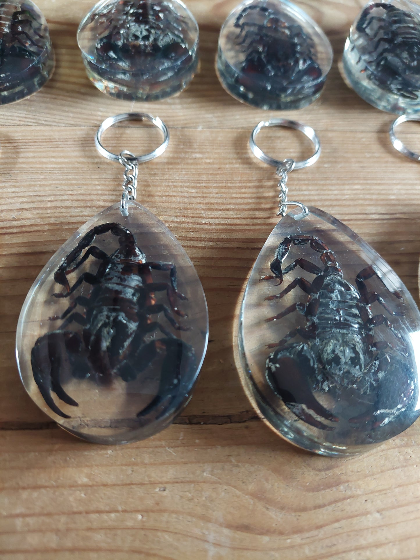 Scorpions in resin