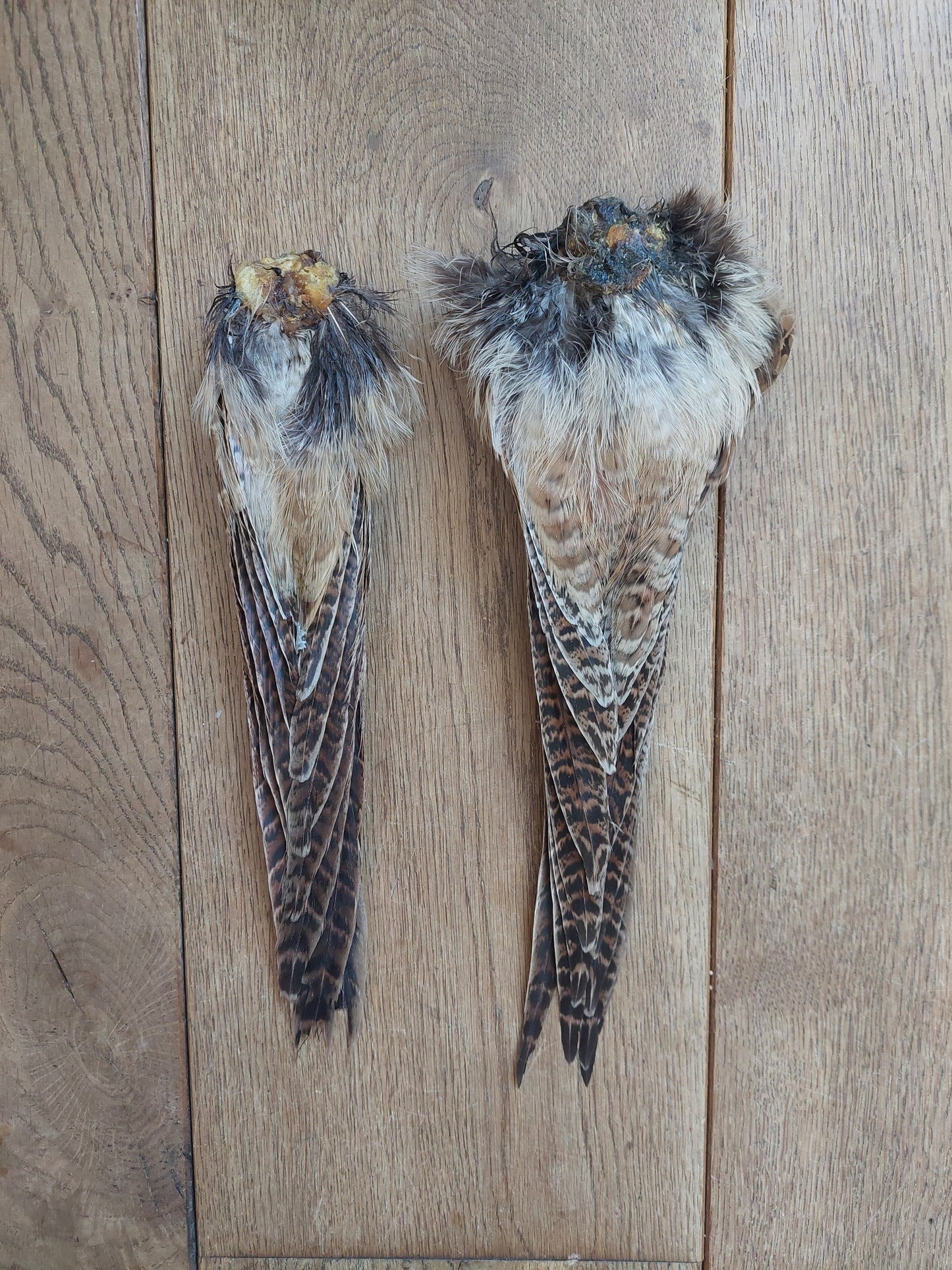 Pheasant tails, female