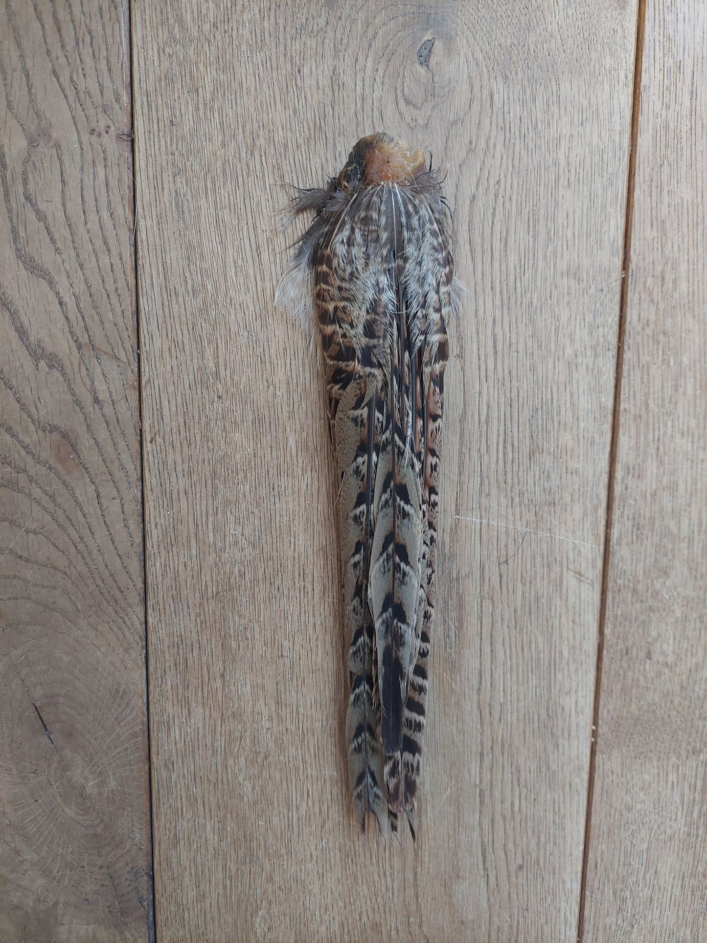 Pheasant tails, female