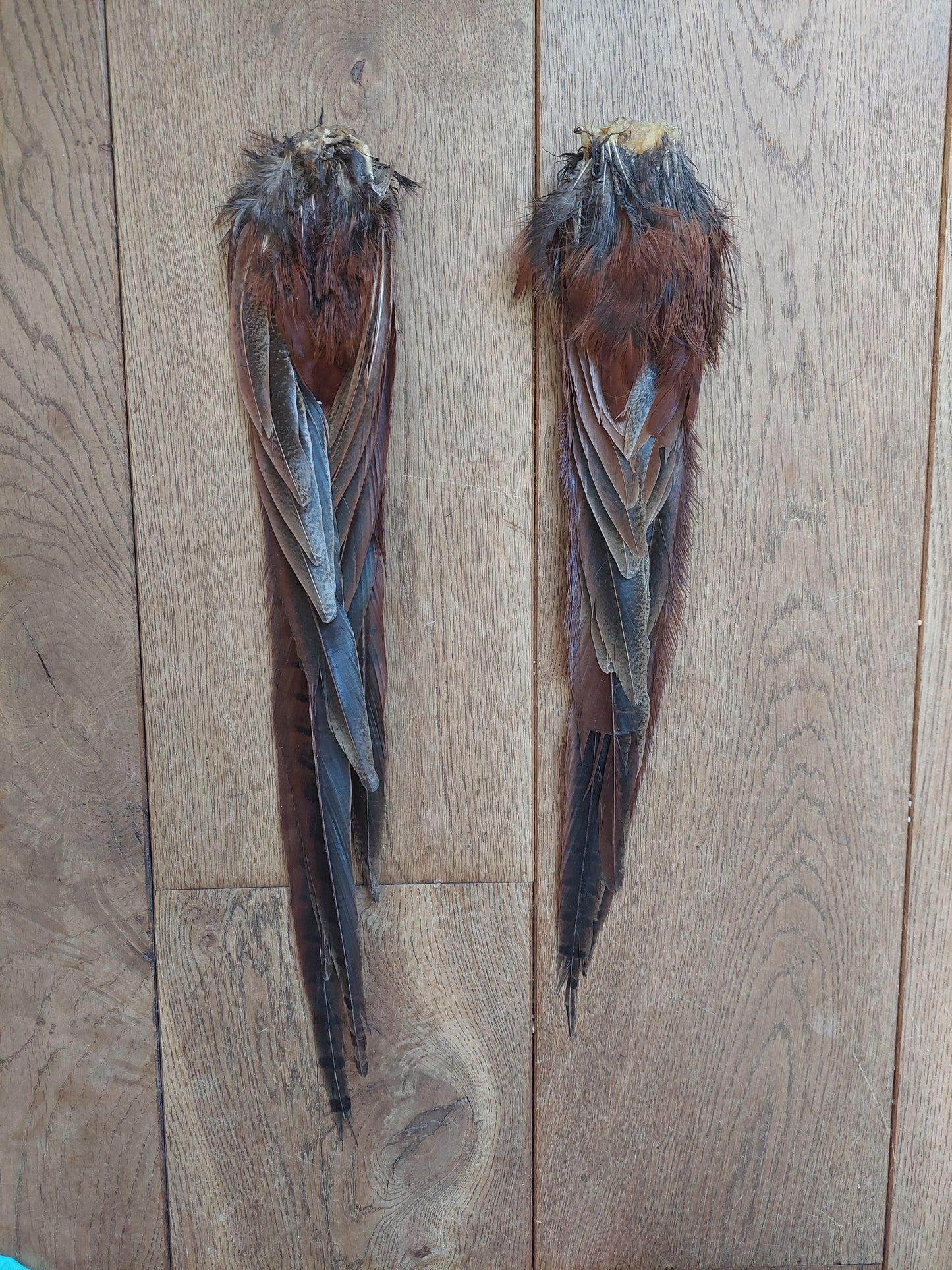 Pheasant tails, male