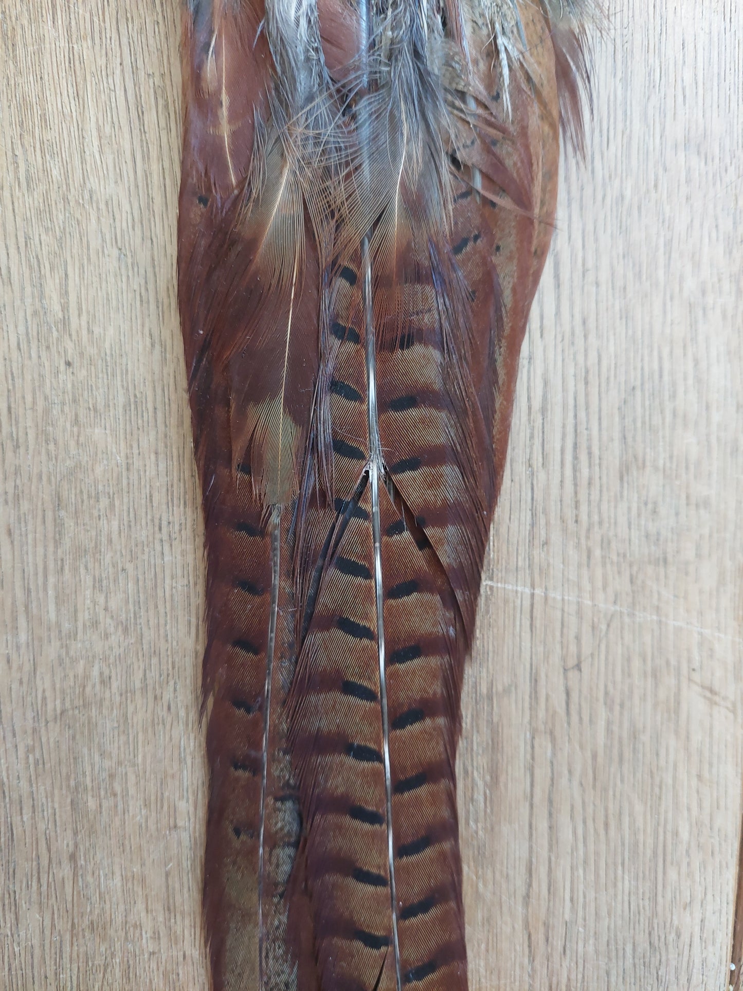 Pheasant tails, male