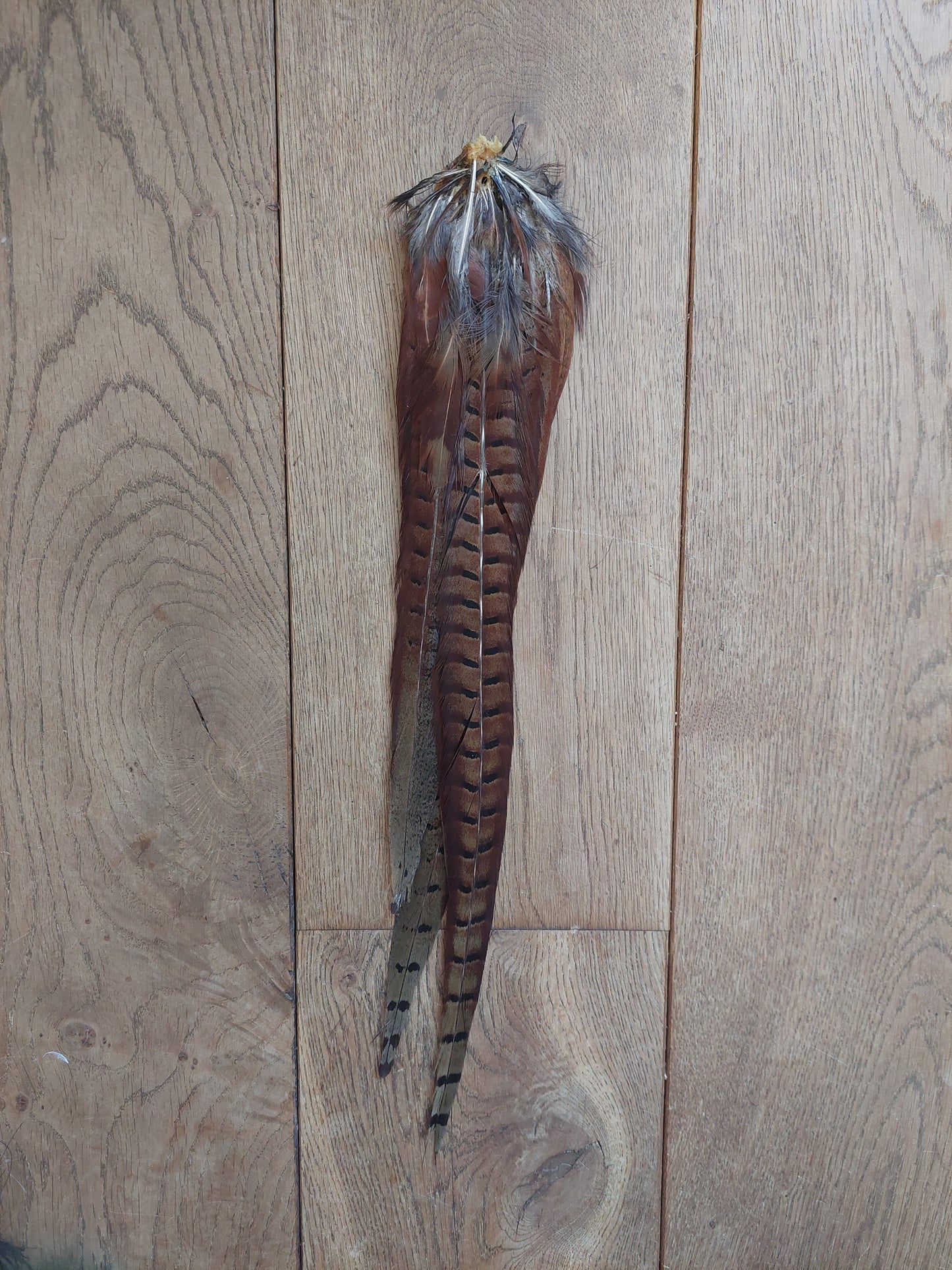 Pheasant tails, male