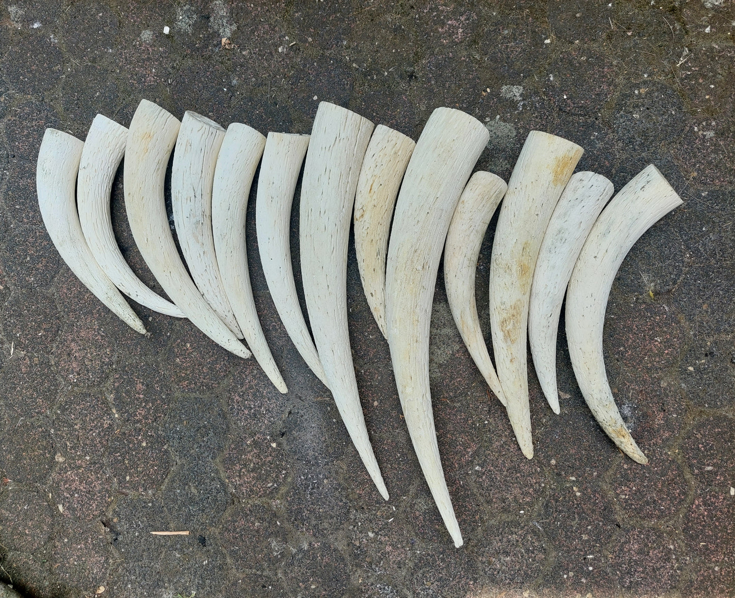 Cow horn pits, set of 13 pieces