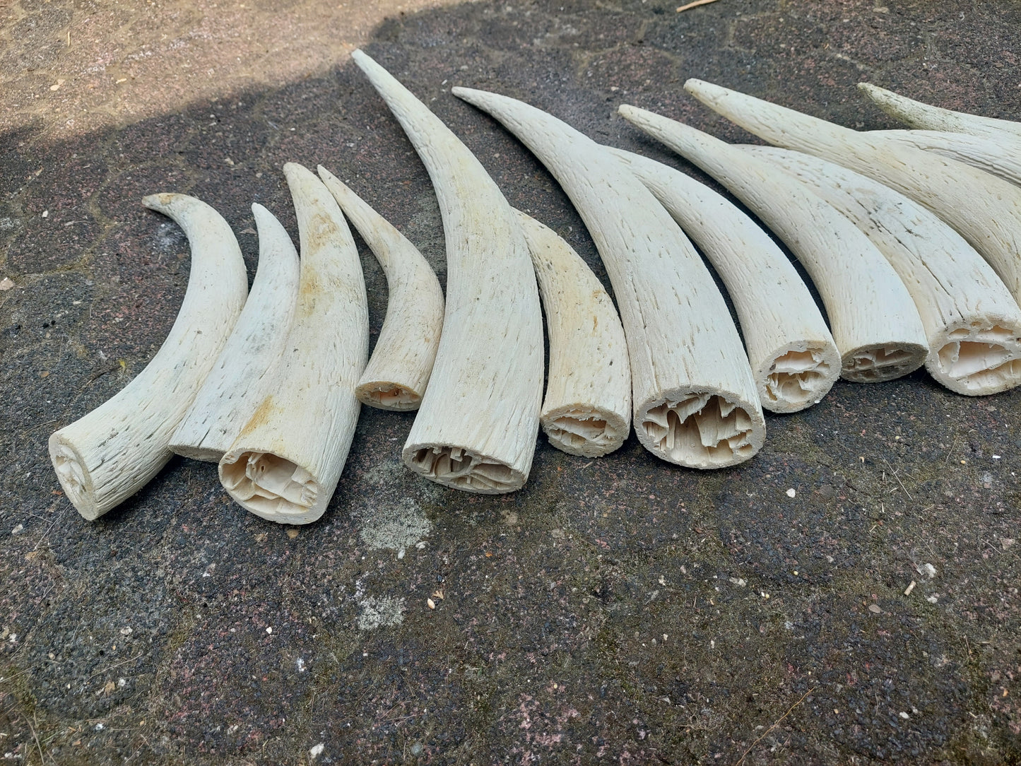 Cow horn pits, set of 13 pieces