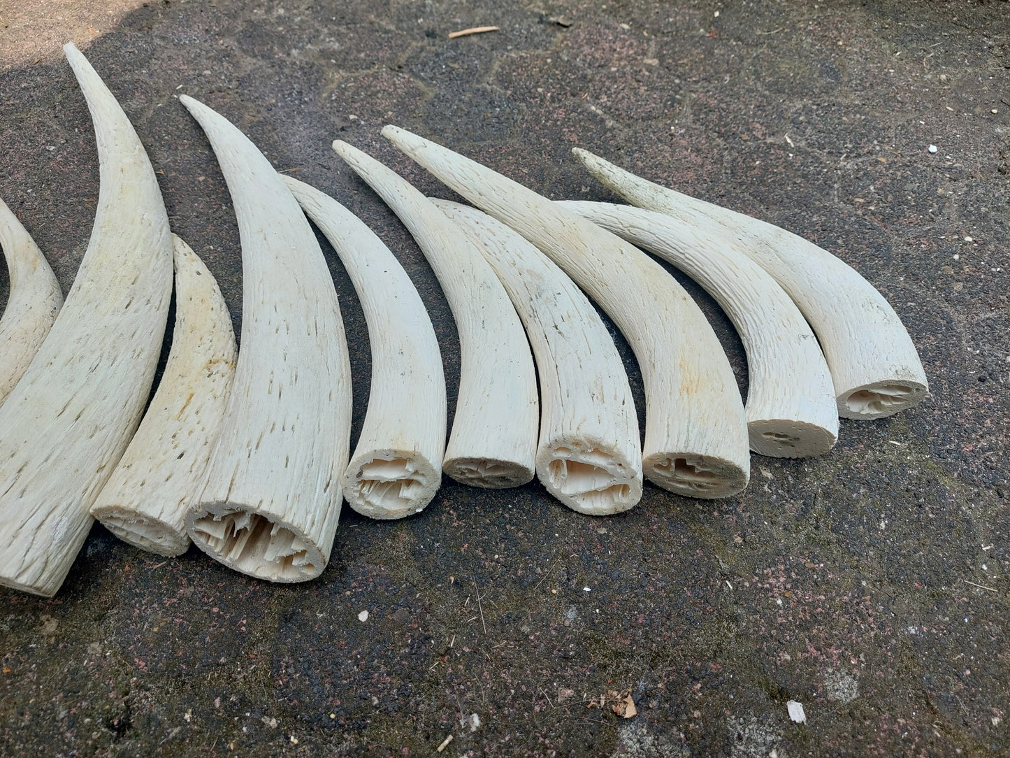 Cow horn pits, set of 13 pieces