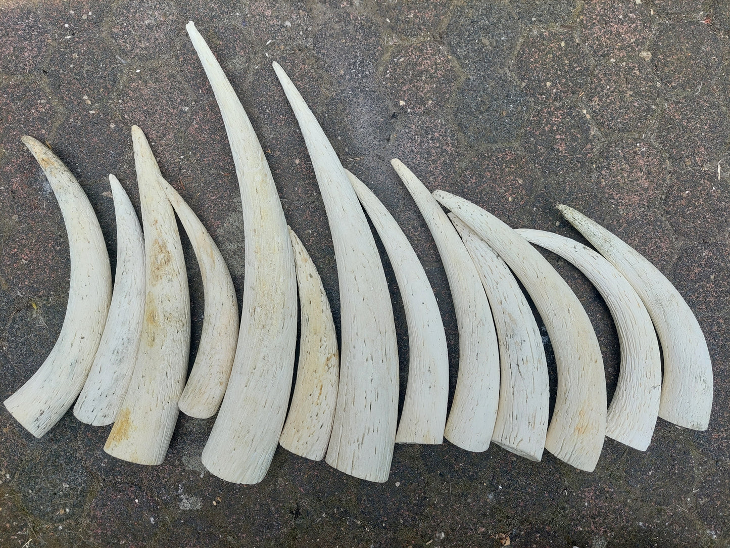 Cow horn pits, set of 13 pieces