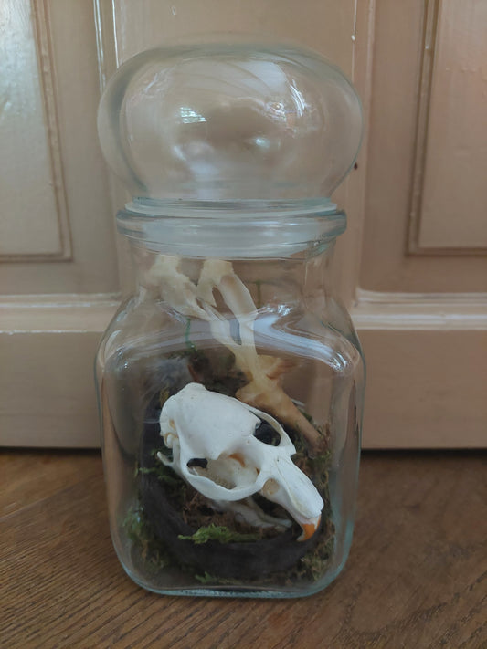 Musk rat set in glass jar