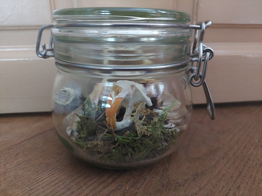Musk rat set in glass jar