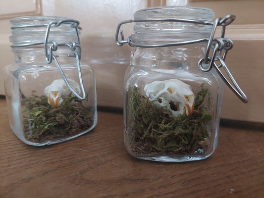 Rat skull in glass jar