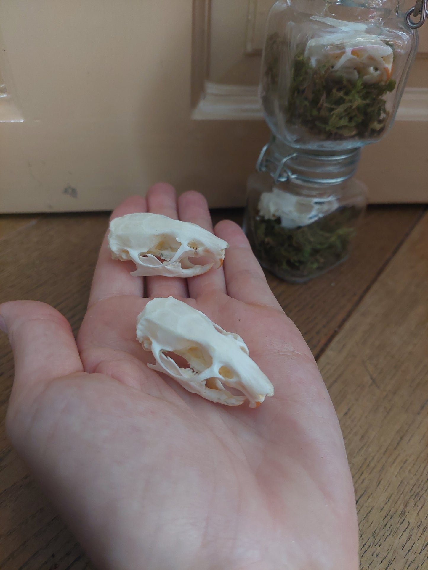 Rat skull