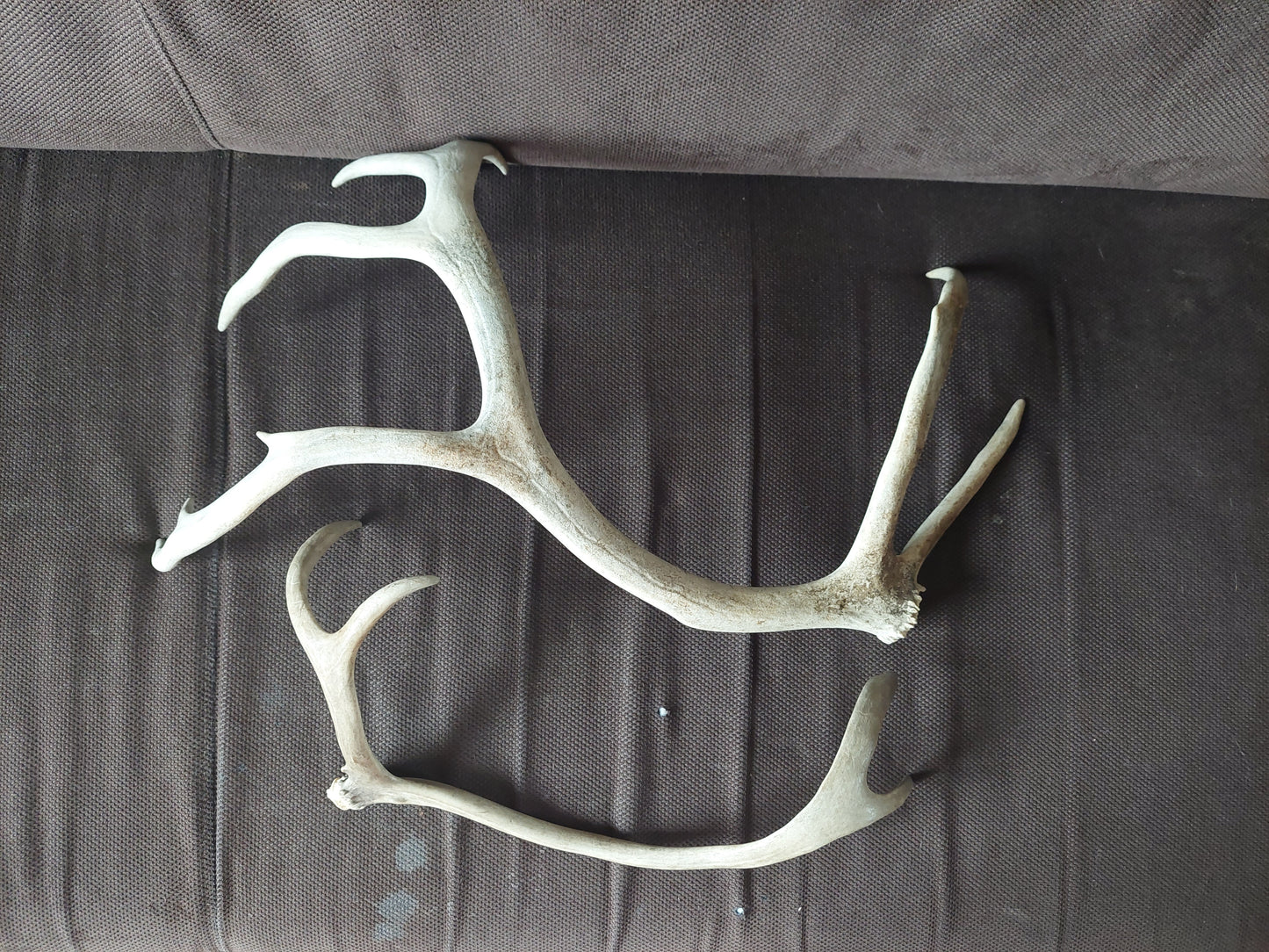 Reindeer antlers, single