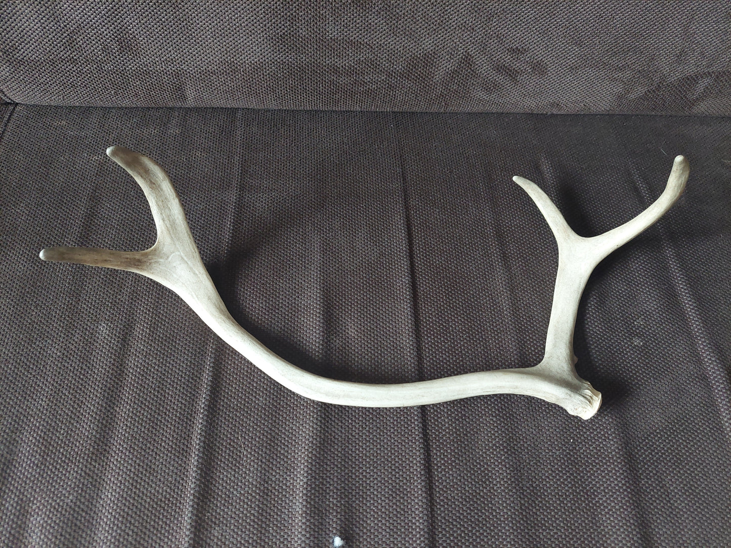 Reindeer antlers, single