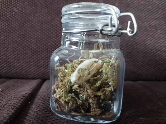 Mole skull in glass jar