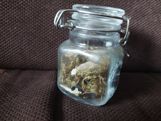 Mole skull in glass jar