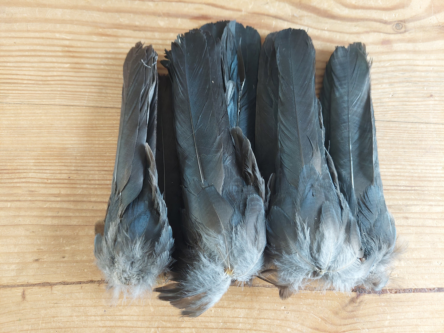 Jackdaw tails