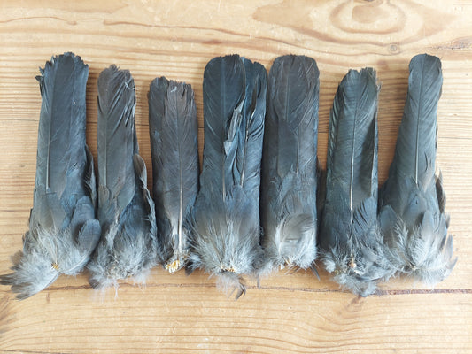 Jackdaw tails