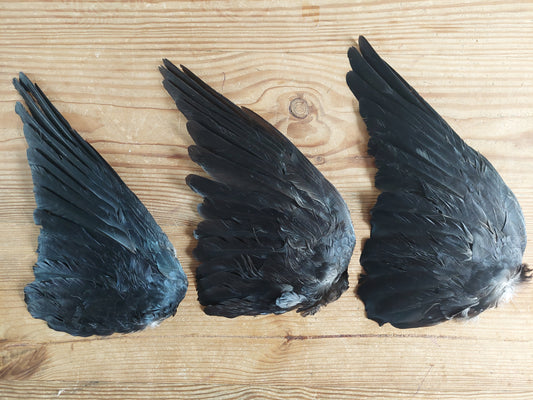 Jackdaw single wings (right side)