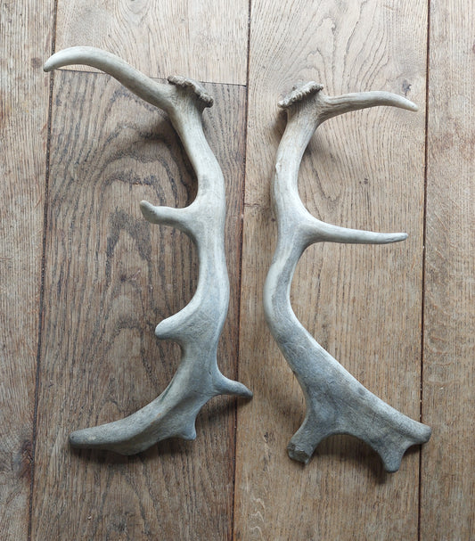 Fallow deer antlers, set of two #2