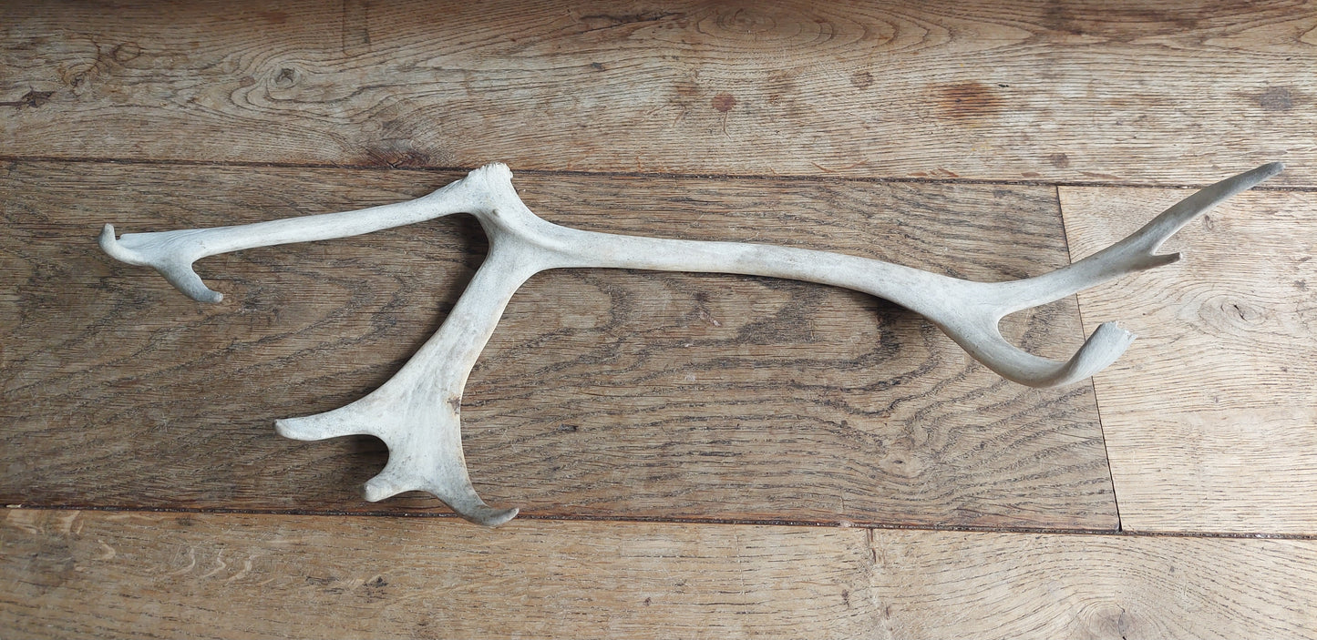 Reindeer antler, single