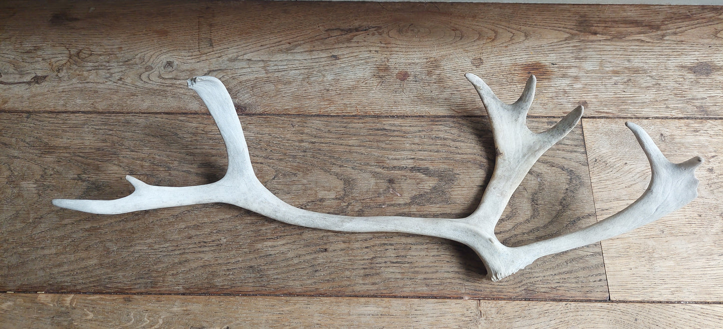 Reindeer antler, single