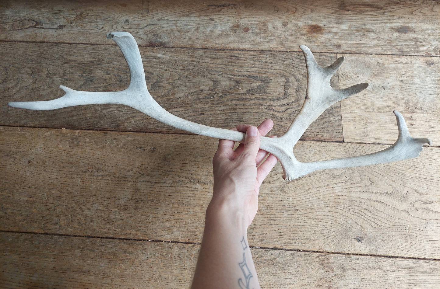 Reindeer antler, single