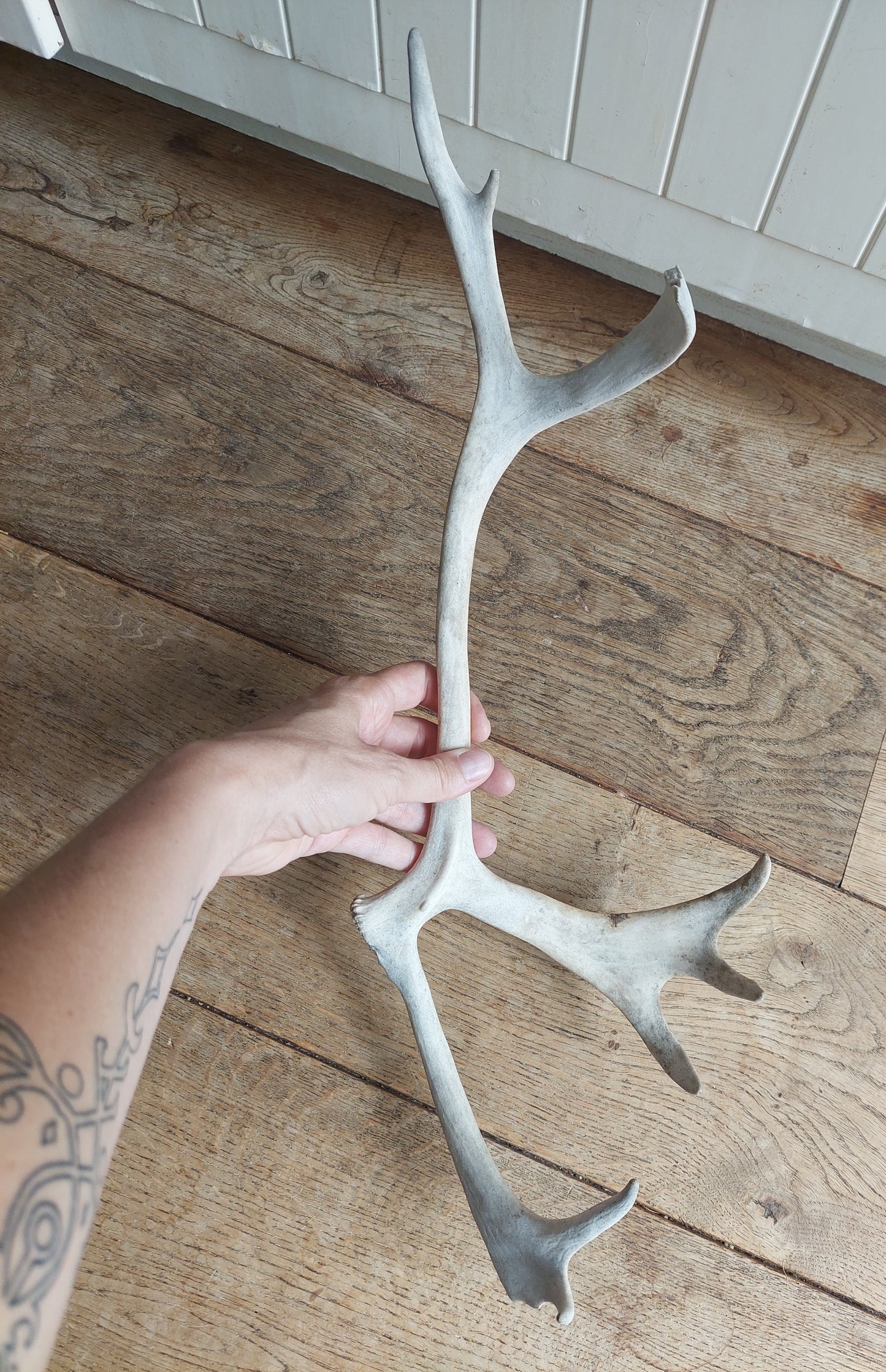 Reindeer antler, single