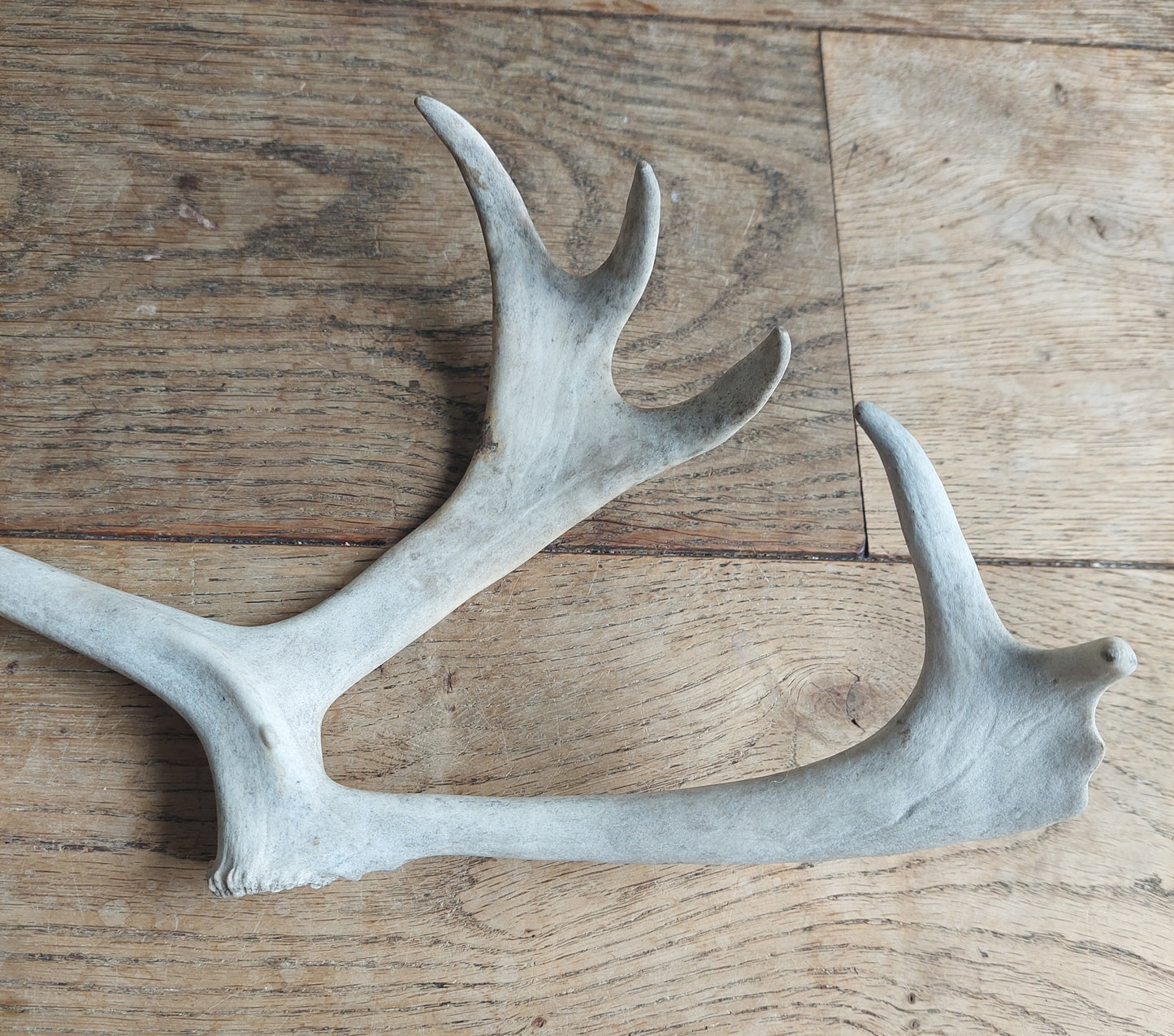 Reindeer antler, single