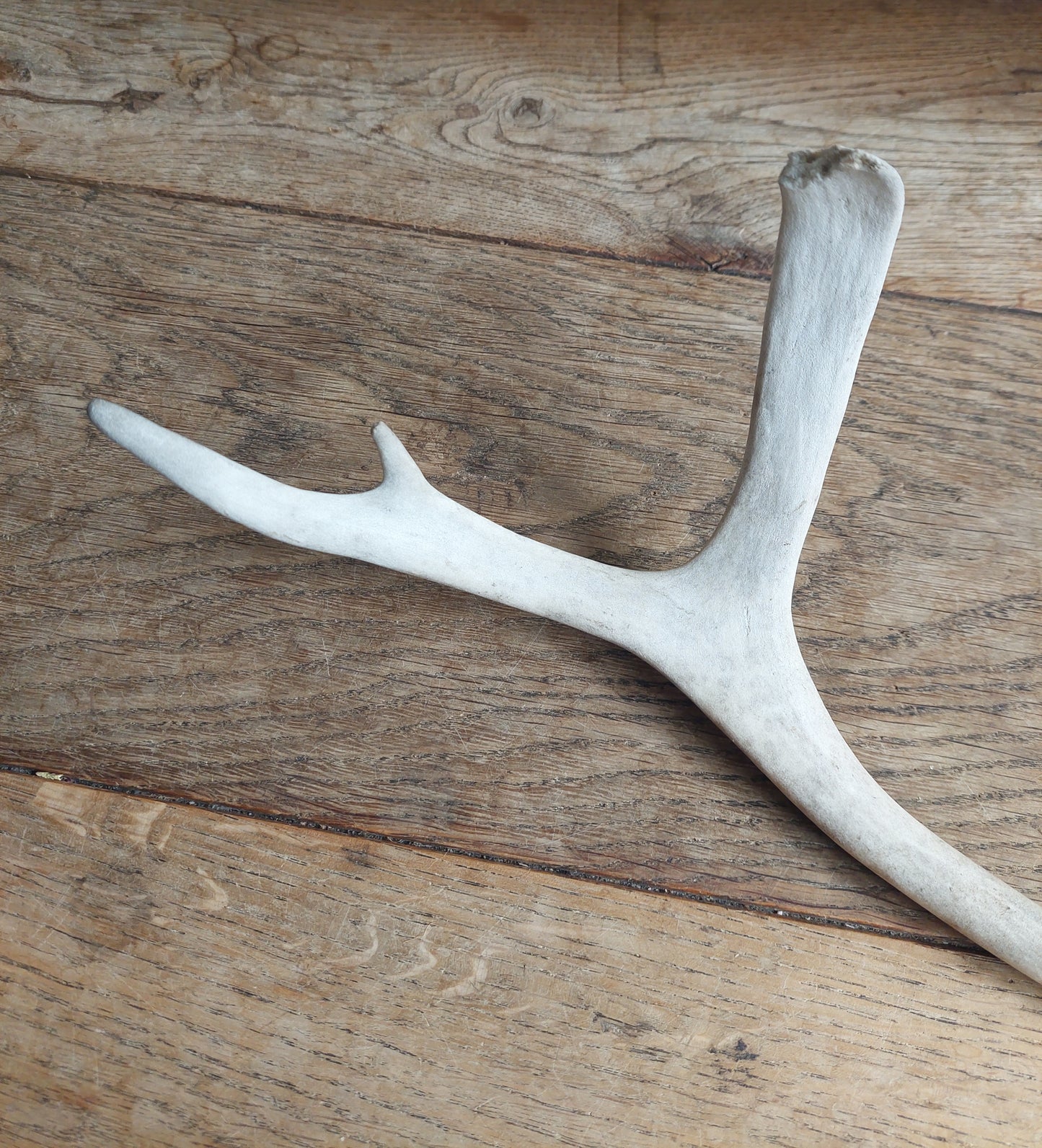 Reindeer antler, single