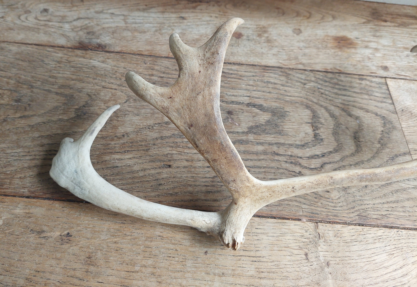 Reindeer antler, single