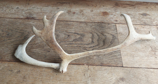 Reindeer antler, single