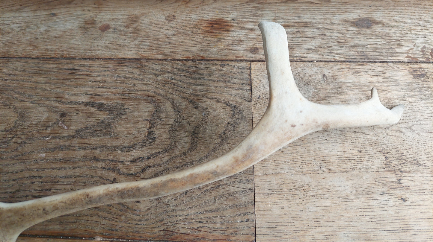 Reindeer antler, single